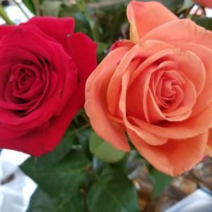 Meet your Posher, Raquel